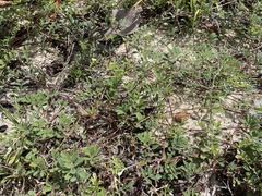 Tephrosia cinerea