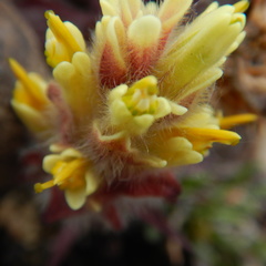 Castilleja hyperborea