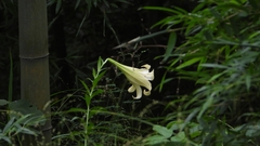 Lilium brownii