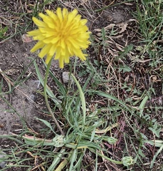 Nothocalais cuspidata