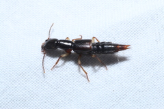 Homaeotarsus pallipes