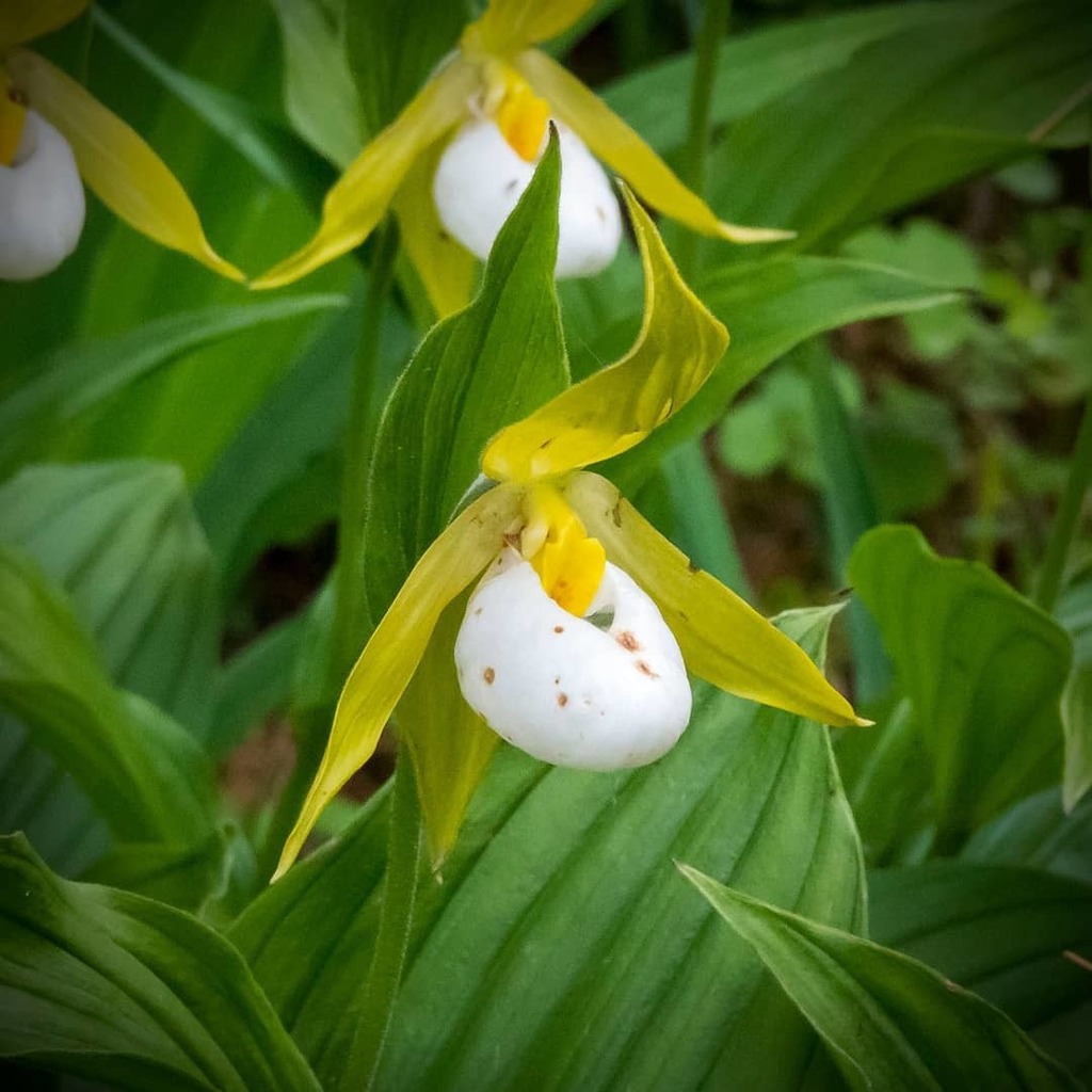 Cypripedium cordigerum