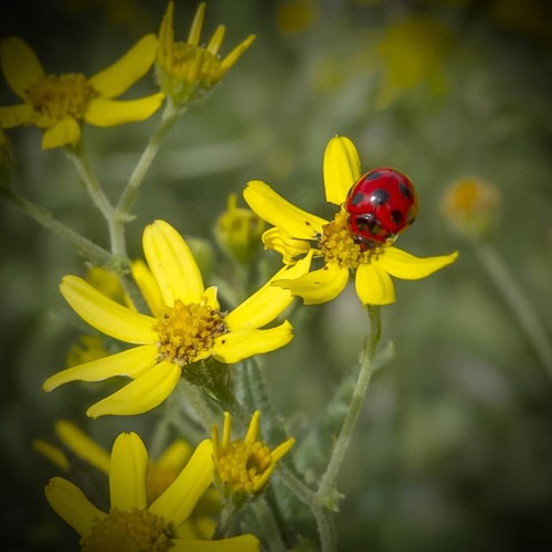 Coelophora bissellata photographed in Ohio