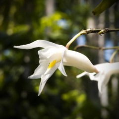 Dendrobium crumenatum