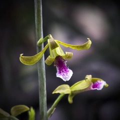Eulophia epidendraea