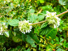 Minthostachys mollis