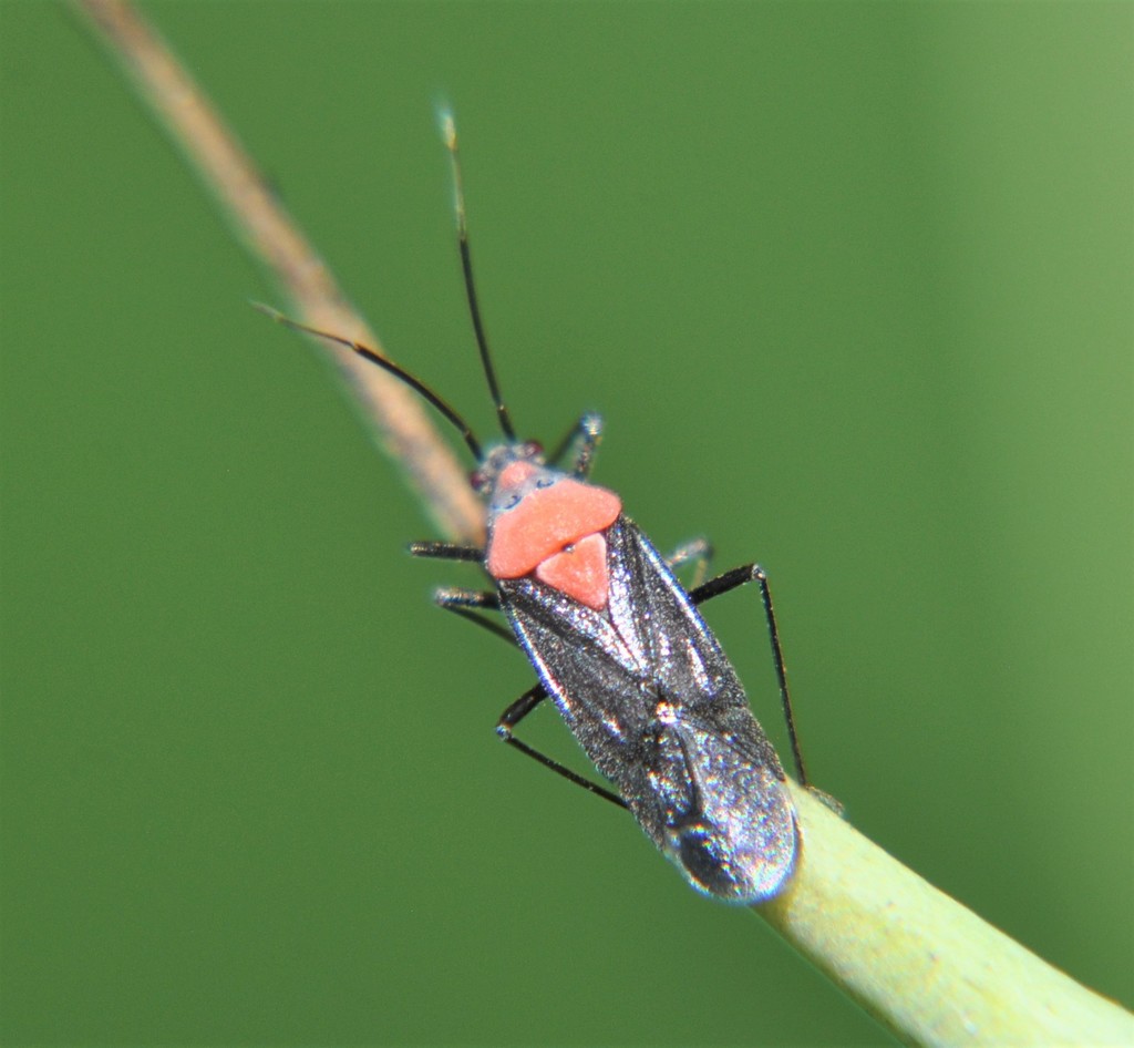Clivinema regalisimilis