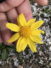 Arnica angustifolia