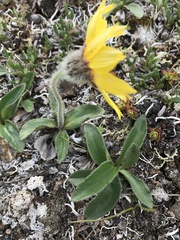 Arnica angustifolia