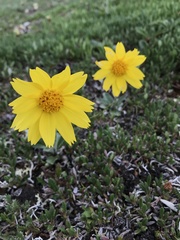 Arnica angustifolia