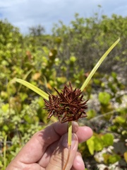 Cyperus planifolius