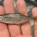 Redside Shiner - Photo (c) prickly_sculpin, some rights reserved (CC BY-NC), uploaded by prickly_sculpin