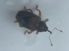 Lignyodes bischoffi