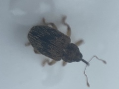 Lignyodes bischoffi