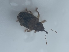 Lignyodes bischoffi