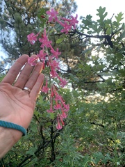 Ipomopsis aggregata collina