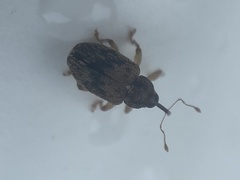 Lignyodes bischoffi