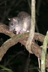 Uromys caudimaculatus