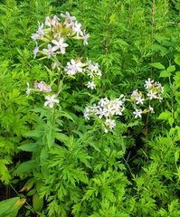 Saponaria officinalis