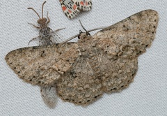 Hypodoxa erebusata