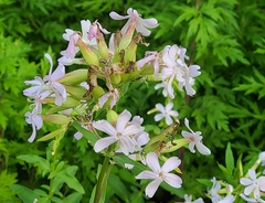 Saponaria officinalis