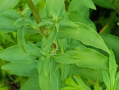 Saponaria officinalis