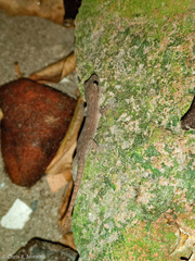 Hemidactylus frenatus