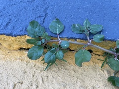 Trianthema portulacastrum