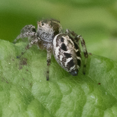 Metaphidippus manni