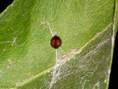 Pentilia chelsea