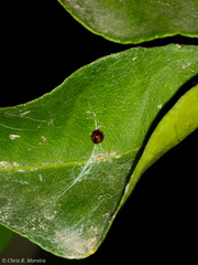 Pentilia chelsea