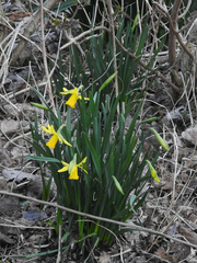 Narcissus pseudonarcissus