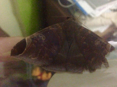 Pindara illibata