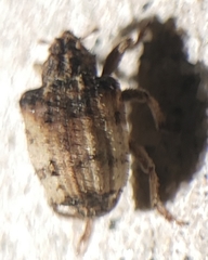 Phyrdenus divergens
