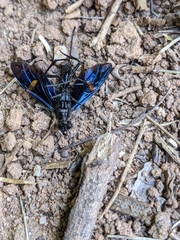 Pristaulacus fasciatus