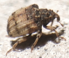 Phyrdenus divergens