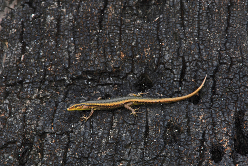 Mottled Snake-eyed Skink