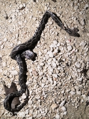 Pseudelaphe phaescens