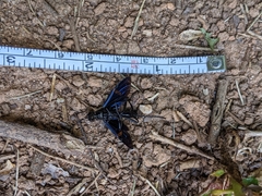 Pristaulacus fasciatus