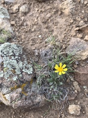 Tetraneuris argentea