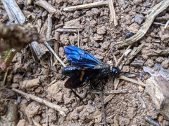 Pristaulacus fasciatus