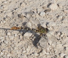 Erpetogomphus