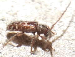 Eupogonius tomentosus