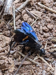 Pristaulacus fasciatus