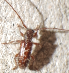 Eupogonius tomentosus