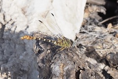 Erpetogomphus