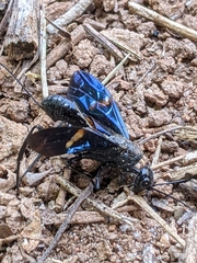 Pristaulacus fasciatus