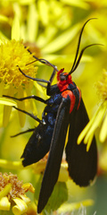 Ctenucha rubroscapus