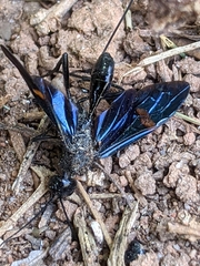 Pristaulacus fasciatus