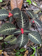 Corytoplectus cutucuensis